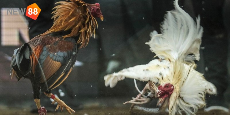 Cửa sinh cửa tử trong đá gà hàng xáo là gì?