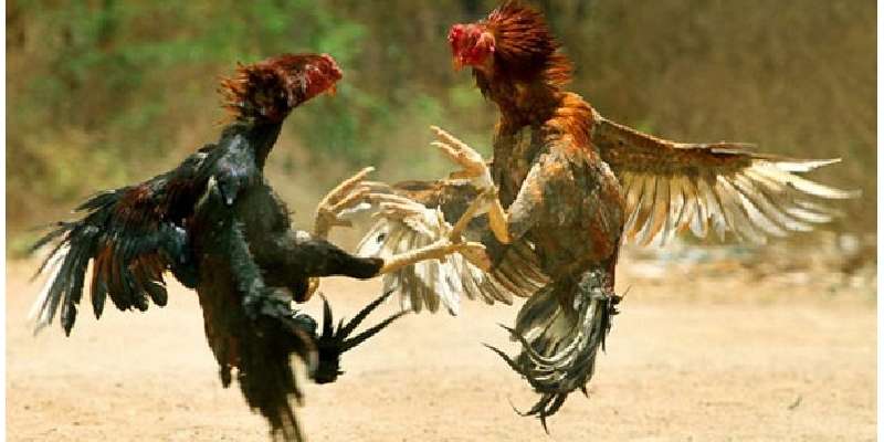 Những bài tập cho cách nuôi gà đá bo lớn